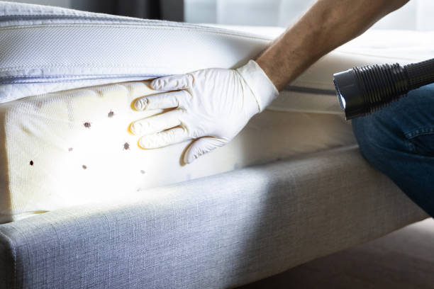 Reliable Smith Valley, NV Pest Control Solutions