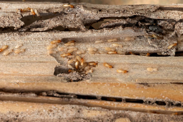 Best Exterminator Services  in Smith Valley, NV